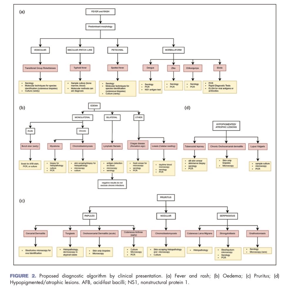 infeccHRUmalaga's tweet photo. En @CO_Infectious_D cómo afrontar el #Diagnostico🤔 en lesiones #cutaneas secundarias a #InfeccionesTropicales 🧫🏝️
#Algoritmo diagnóstico según geografía 🌍🌎y si fiebre🤒, rash🔴, prurito y tipo de lesión🔍
Importante en migrantes y viajeros!🚢✈️🧳
🔗🆓https://t.co/HOmqh5mPpz https://t.co/rdnU7hXL0n