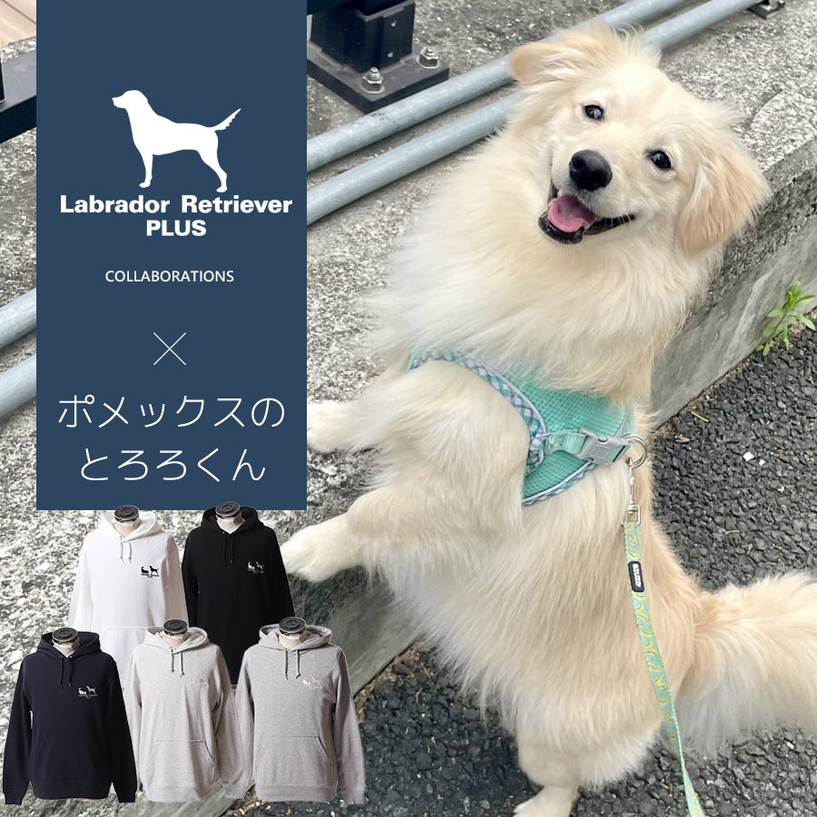 バズっておりますので、宣伝をば…🐶✨ Labrador Retriever PLUS様との