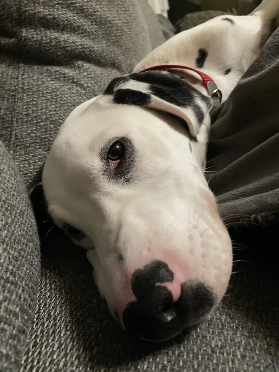 x - riseinthewake ⑂ 🇨🇦 tweet media