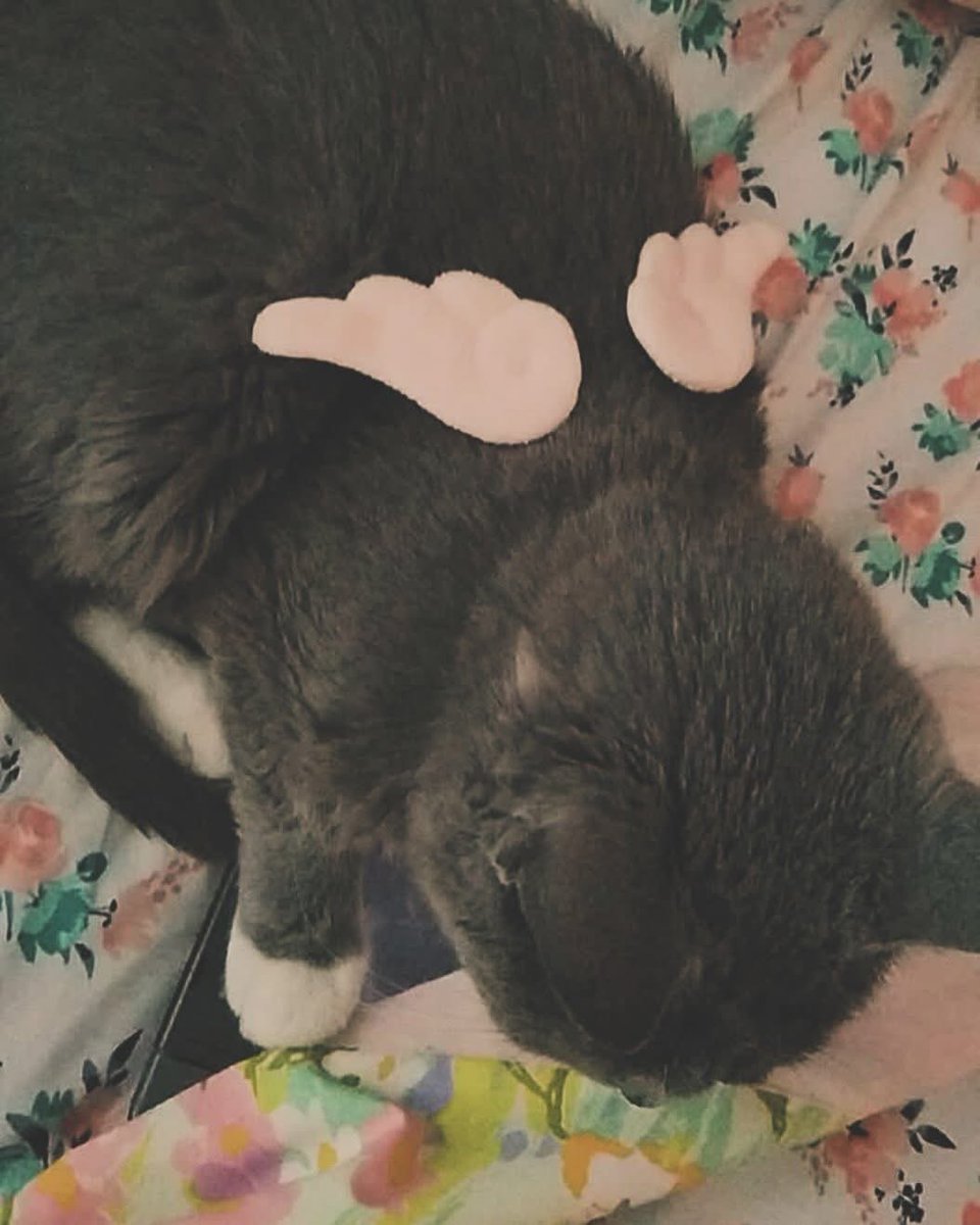 rosewatergraves's tweet image. i miss my Cadenza angel princess.

#cat #angelic #kittycat