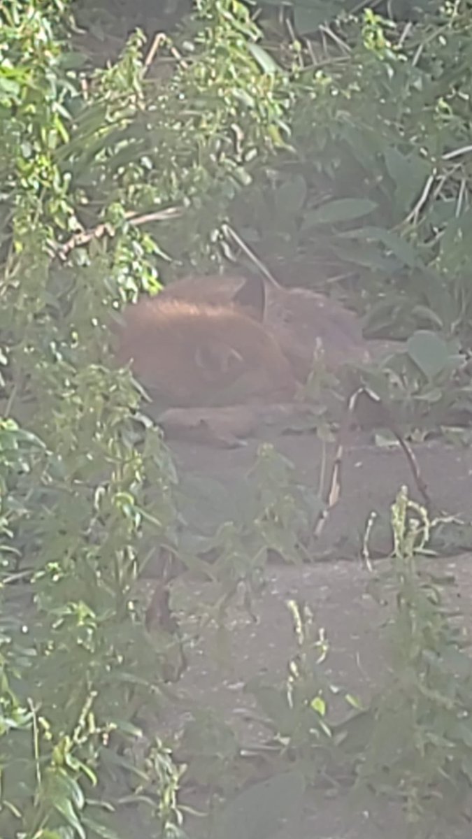 Q🚦🦔 tweet media