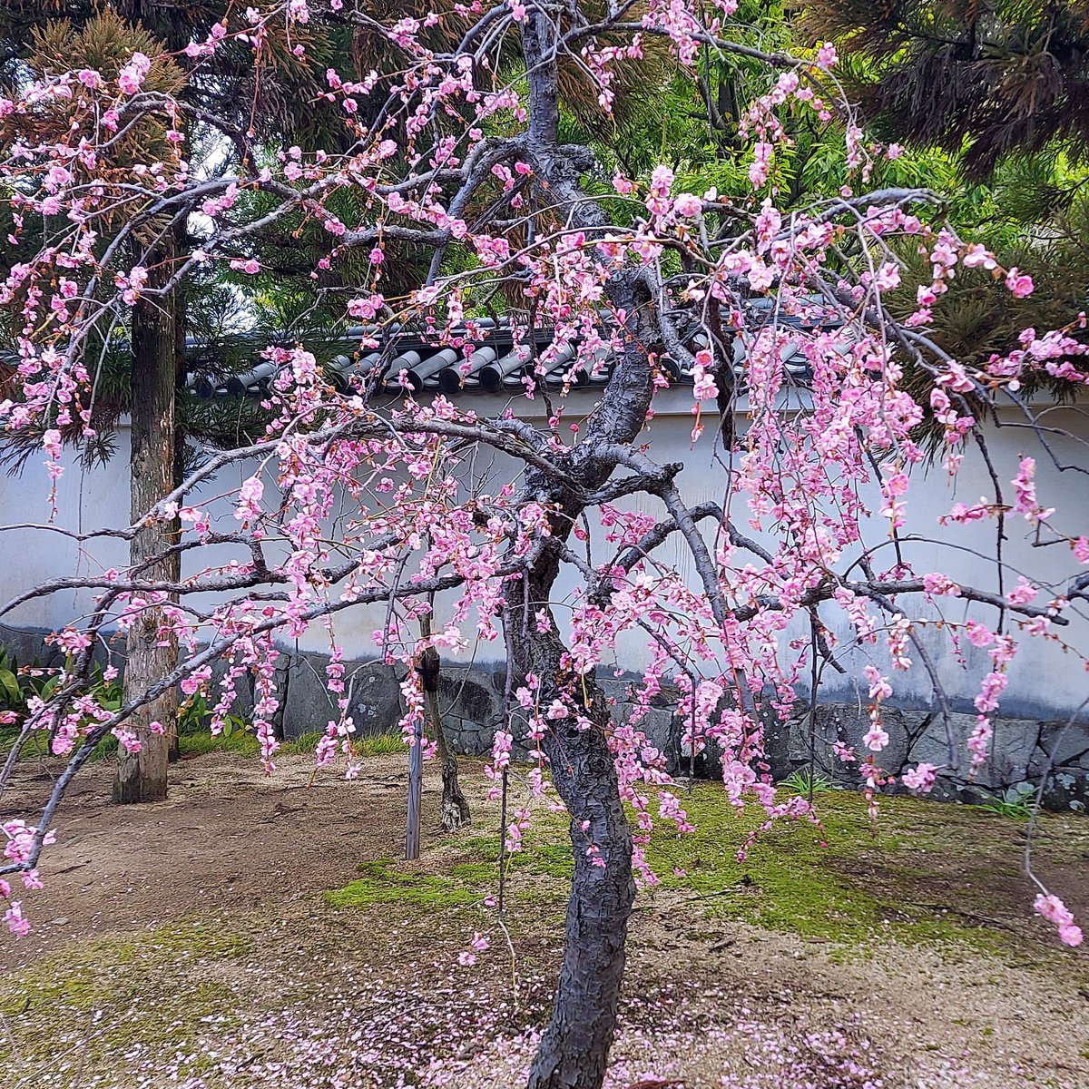 アセビが綺麗に咲いています。ヒイラギナンテンも咲き始めました。地
