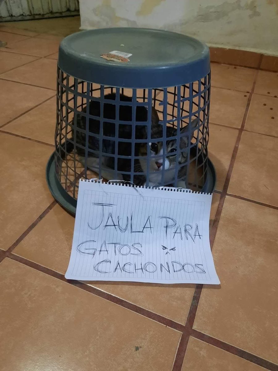 Dilo con gatitoz tweet media