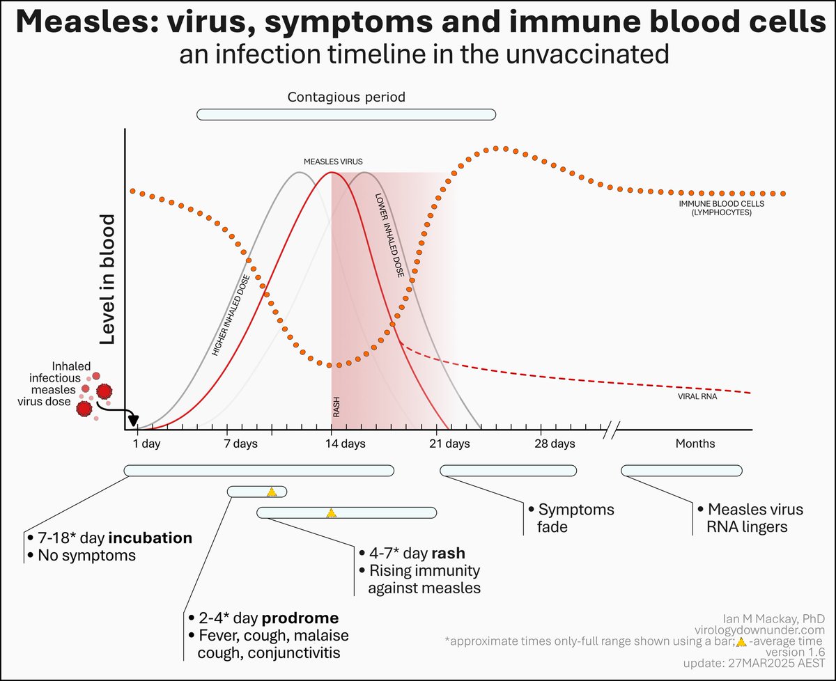 4 Hari Sebelum Ruam Muncul, Kalian Sudah Bisa Menyebarkan Virus Campak ke Orang Terdekat Tanpa Disadari!

Campak merupakan penyakit yang sangat infeksius karena masa penularannya sudah dimulai sejak 4 hari sebelum hingga 4 hari setelah munculnya ruam, sehingga penderita sering