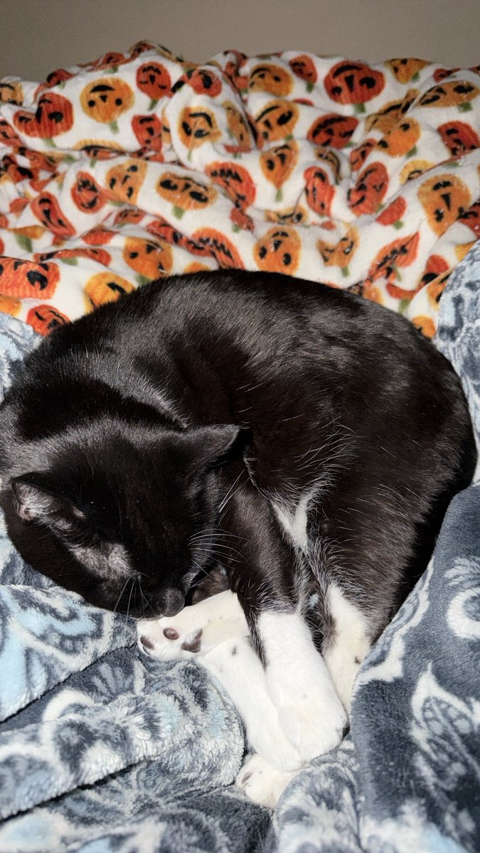 Local Boy tweet media