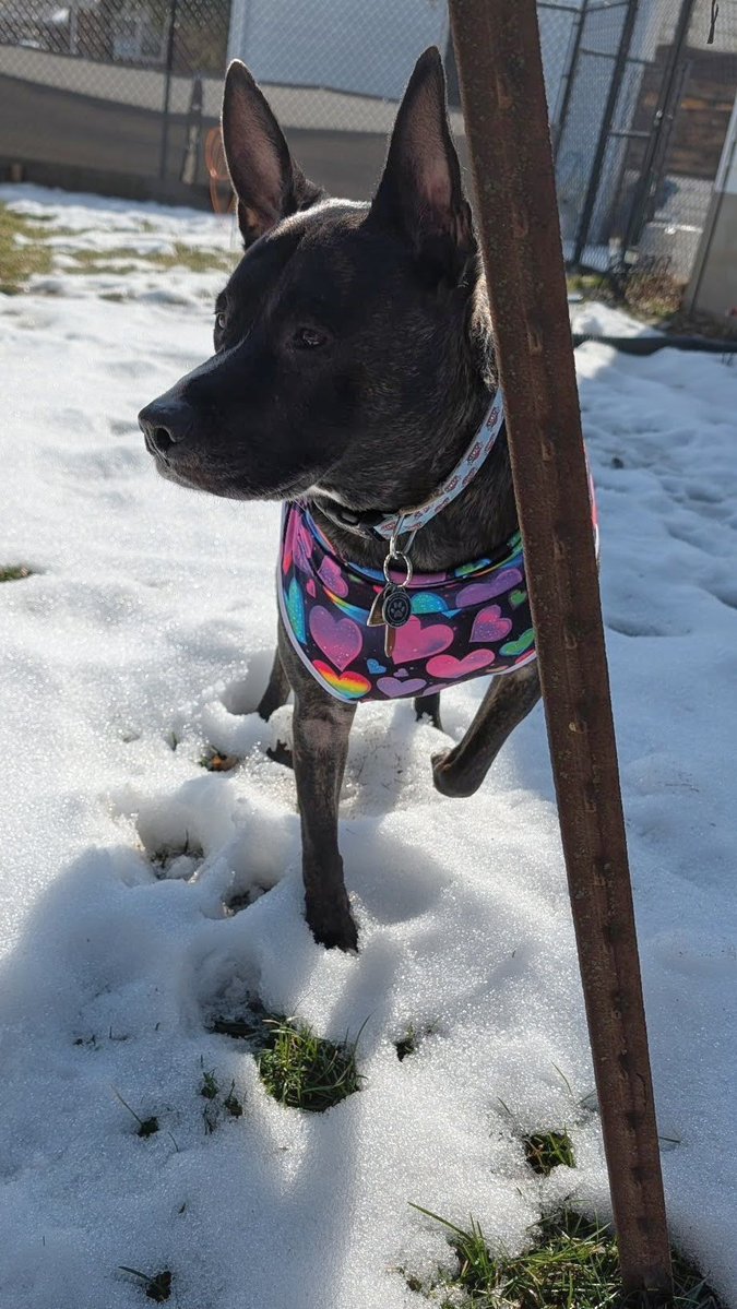 🐣🌷 Handsome Henry 🌷🐣 tweet media