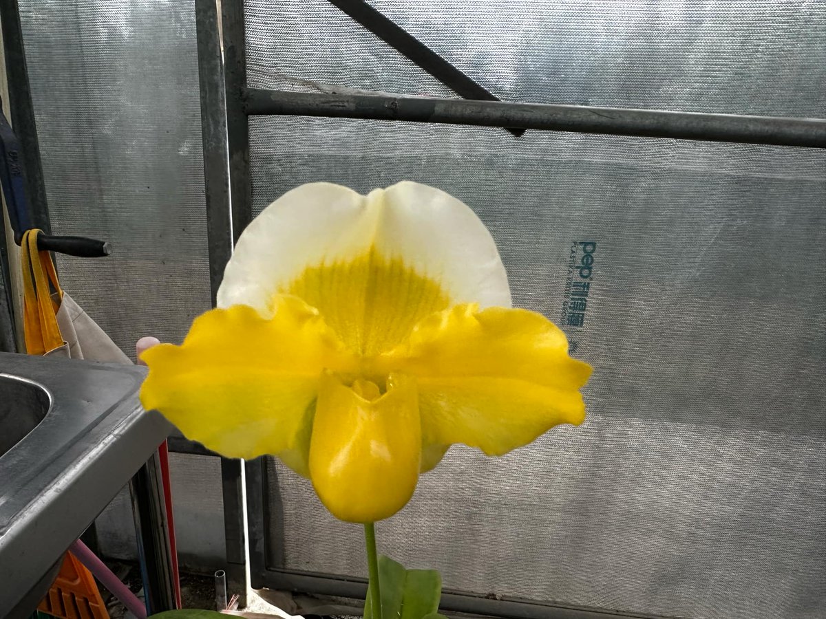 PaphioChien's tweet photo. Paph. Golden Paddy https://t.co/MdBUx4XGPD