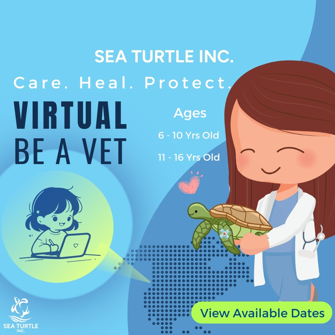 Sea Turtle, Inc. tweet media