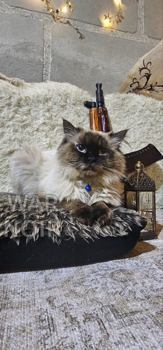 war_noir's tweet image. #Syria 🇸🇾: A new cute kitty 🐈 pic posted from #Idlib on the occasion of #Ramada:

A small cat resting with a Soviet-made 5.45x39mm AKS-74U  carbine.