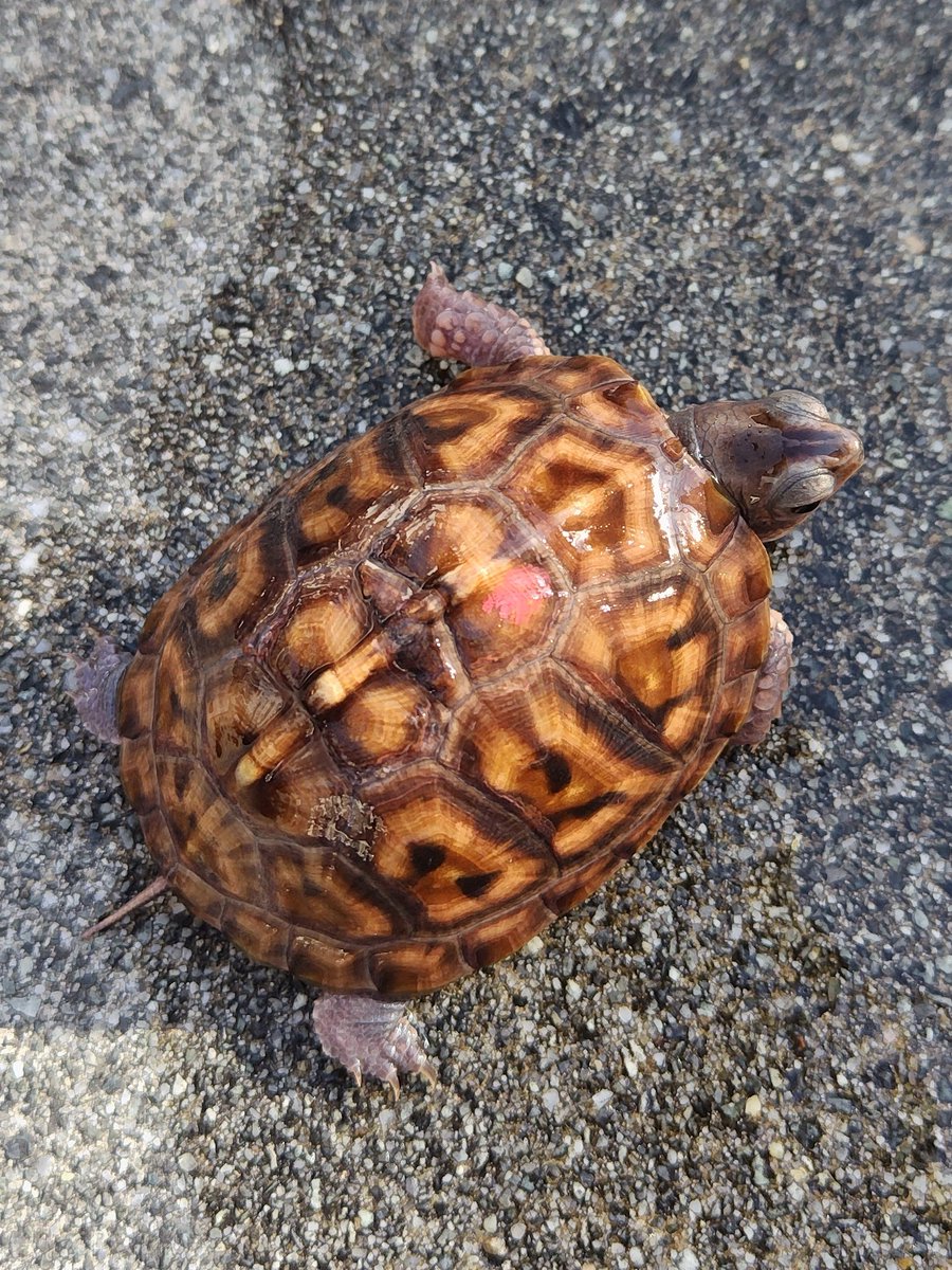 レッドマーク血統 2025CBです。 甲羅の模様が変化してきました。 手足