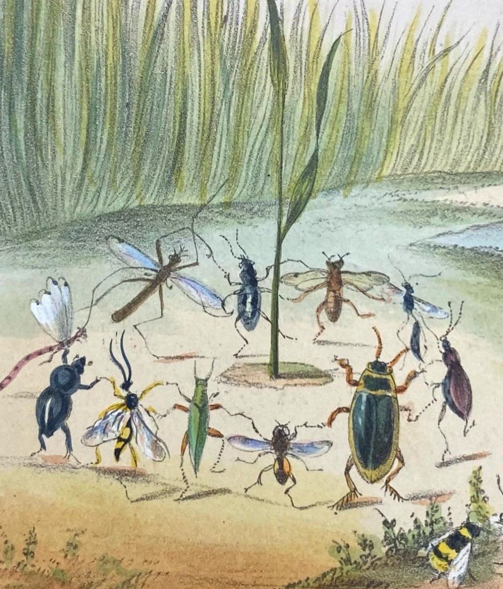 Böceklerden iğrenmiyorum hatta mantis ve tesbih böceği beslemişliğim var ama nedenini bilmediğim bir sebepten örümceklerden aşırı korkuyorum ve bu sonradan oldu çünkü küçükken onları izlediğimi, çizimlerini yaptığımı hatırlıyorum. Şimdi rüyamda görsem anında sıçrayarak uyanıyorum