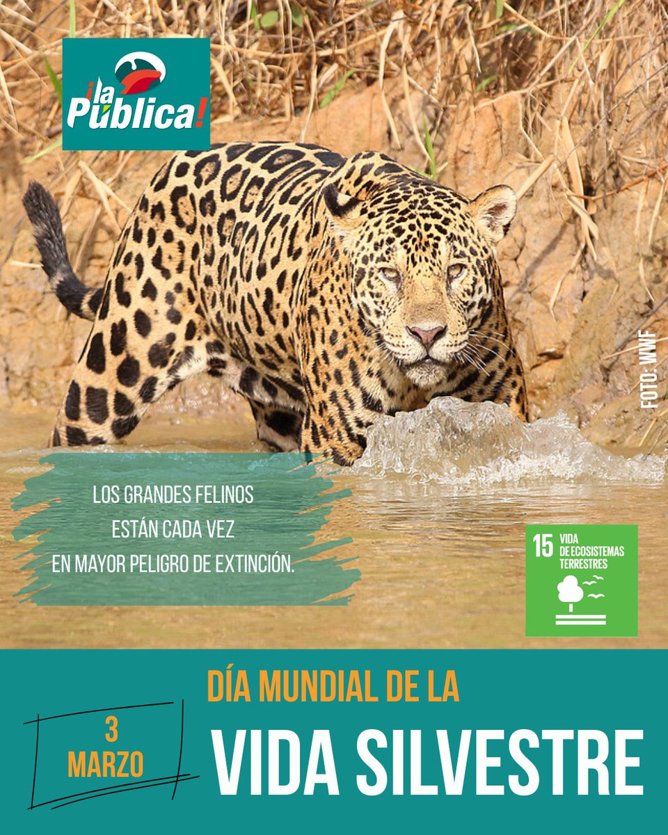 La Pública BO tweet media