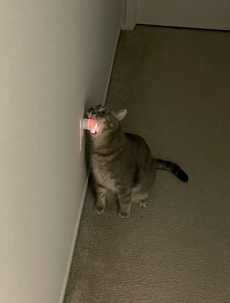 #include <stdio.h>

int main()
{
    printf("ahhhhhhh\n");
    return 0;
}