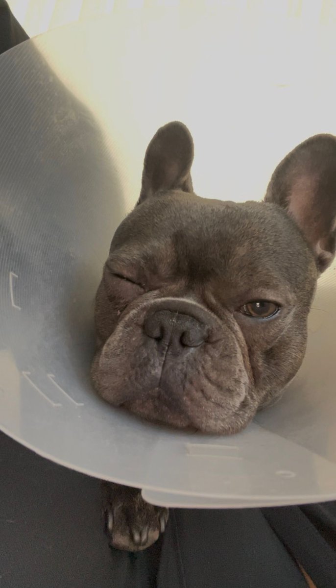KayCrypt0x's tweet photo. I would like to extend my sincere gratitude to @zeidanielsr and the KitKat community for making this possible. Simba underwent eye surgery a few days ago, and we’re pleased to share that he is recovering well. We expect him to return to normal over the next few weeks.

$kitkat https://t.co/VuWcma7xtM