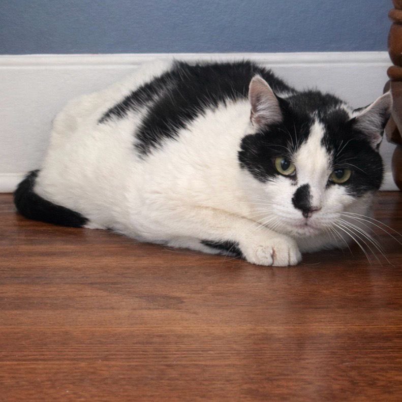 rescueridge's tweet photo. *COURTESY POST*

Cookie &amp; Oreo lost everything they’ve ever known finding themselves surrendered to a shelter when their owner suddenly passed away. 

This sweet 11 year old sister &amp; brother duo have been together since they were kittens. 

Contact Jamie at info@rescueridge.com https://t.co/wN5zfCOMYu