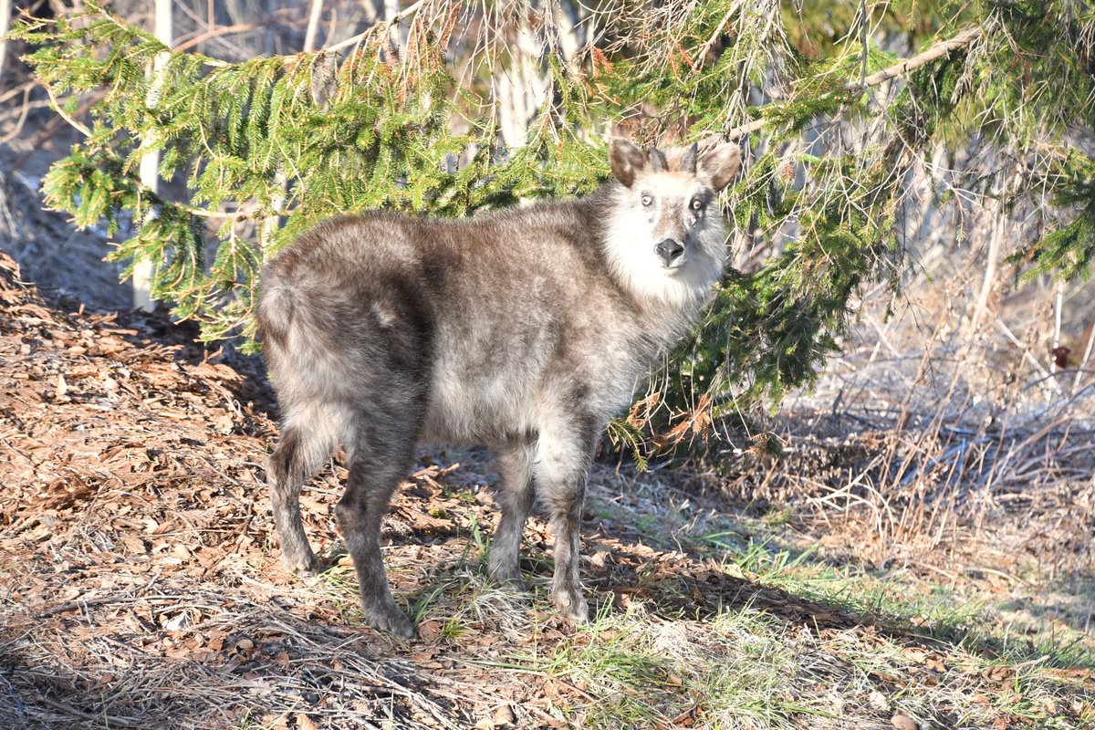 海上自衛隊大湊地区隊【公式】 tweet media