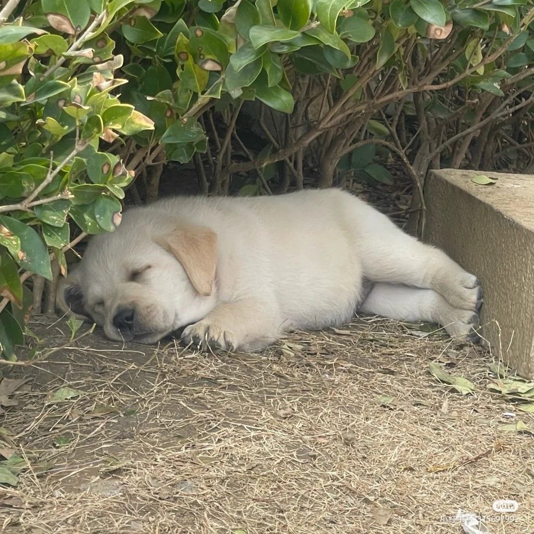 💖 (@twaniimals) on Twitter photo 