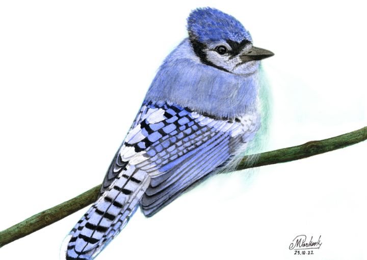 Mos_Artwork's tweet photo. Art of the Day! "Baby Blue Jay, Watercolour Painting". Buy at: https://t.co/LaGiwXe9Go https://t.co/CCGqUqmQbz