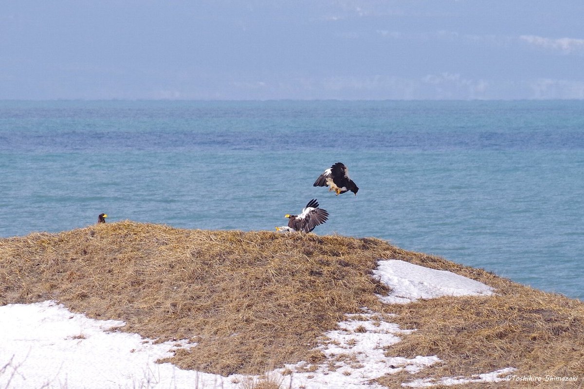 【海岸線のワシたち🐥】

嵐の後の海岸線。車で走っていると、動物が死んでいたのか、遠くの方にたくさんのワシが集まっていました🍀

ワシ同士が激しく争う様子も見られて迫力がありました‼

#北海道 #稚内市 #利尻礼文サロベツ国立公園 #ワシ #稚内 #海ワシ #日本海 #オオワシ #利尻山 #利尻島