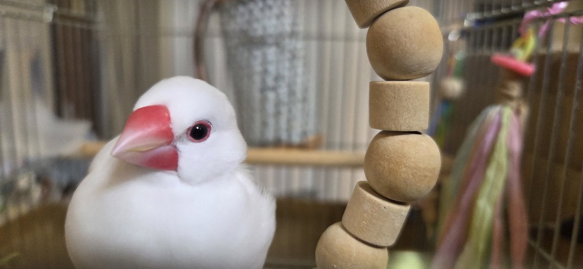 ASAMEshiATO's tweet photo. 文鳥たんが
ピッピッぴぴっ
ピっぴぴっピピッ
ってフレーズ付けるのなんで？
#文鳥 https://t.co/8fBTTnJ50g