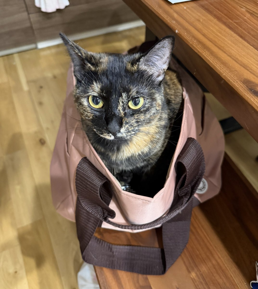 Post by 眠れる森の熊 on X: にゃーん