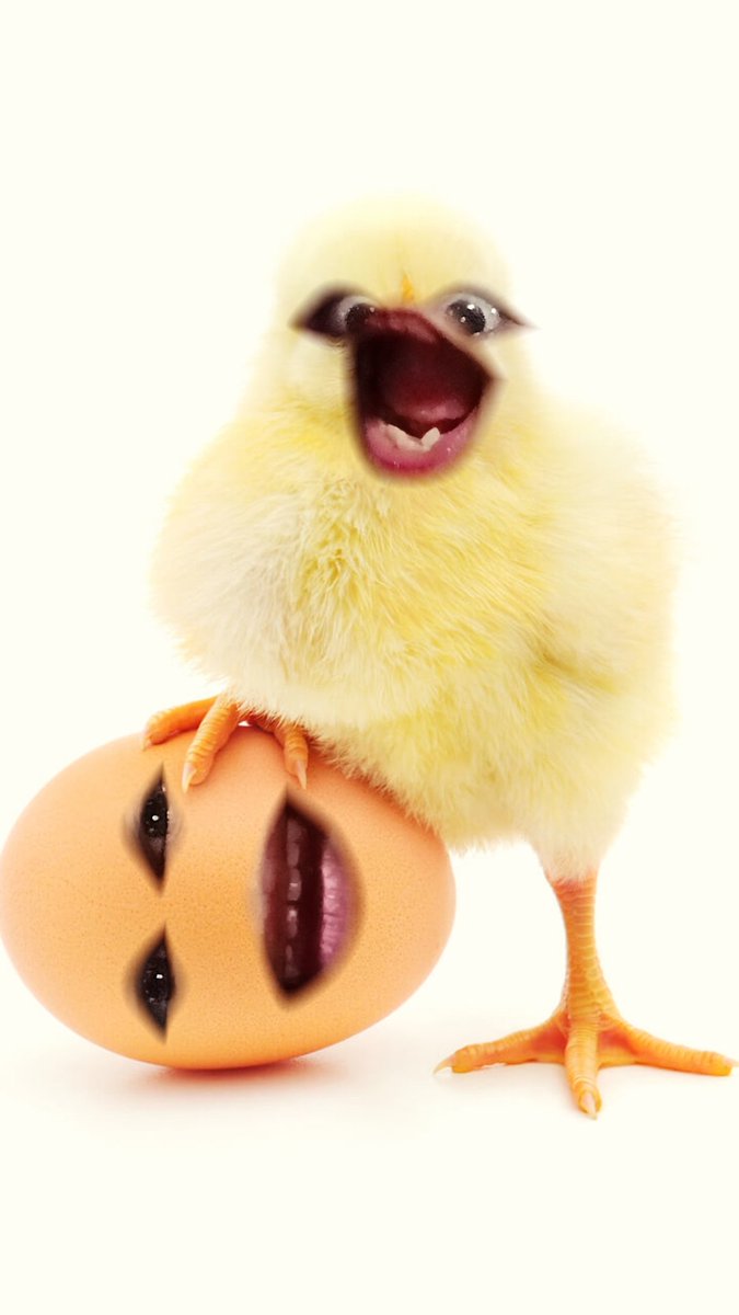 issheishy's tweet photo. sisiwing! twitwitwi 🐣 https://t.co/EDFwxwNKvA