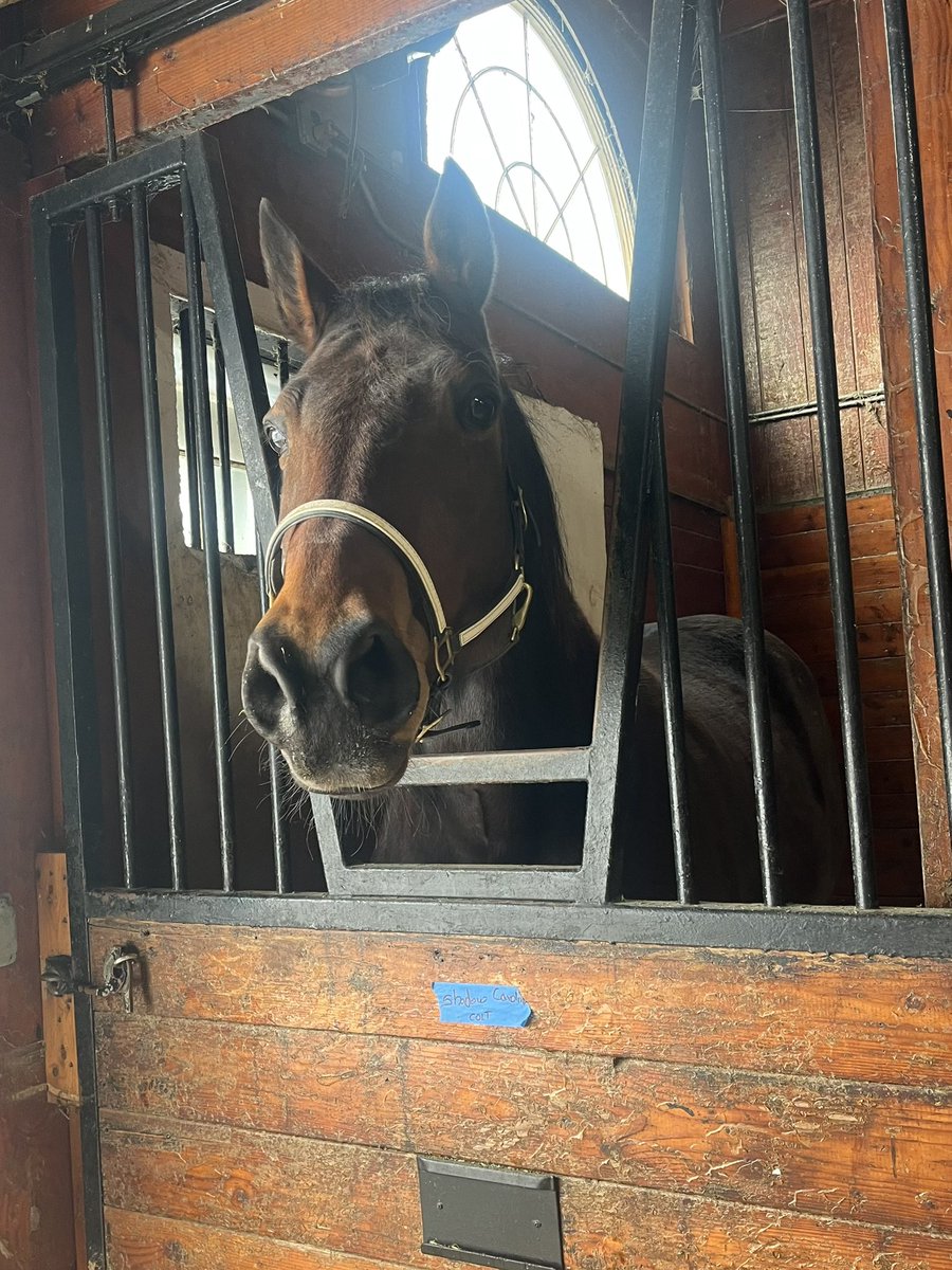ajhall44's tweet photo. TAILGUNNER HANOVER, son of Townerβs Image, retired at 9, now a βteaserβ for the HLF mares #OTSB https://t.co/7SpXp8UNHr