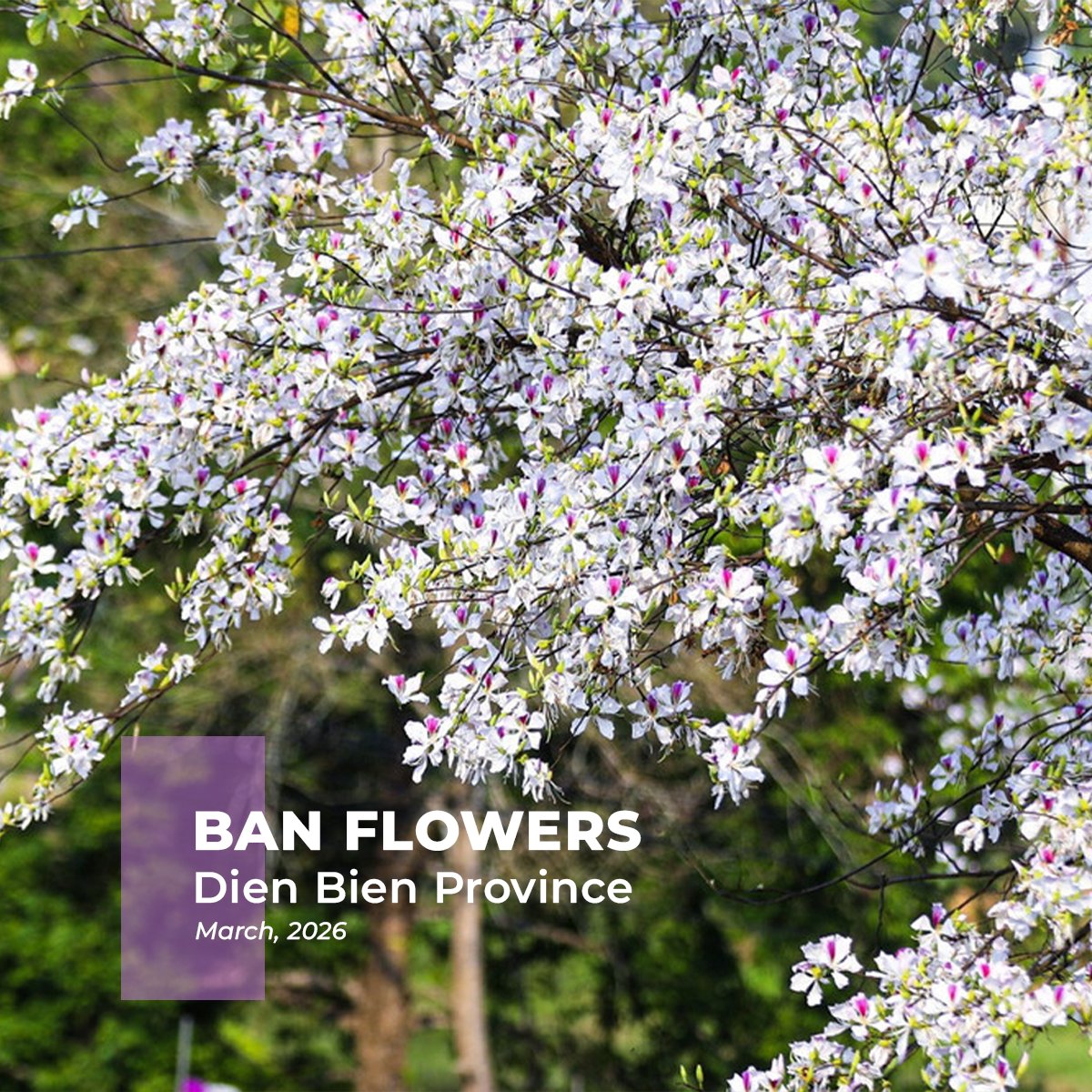 🏔️3月のベトナム北西部は、白く咲き誇る「バンの花」の季節。 山々を