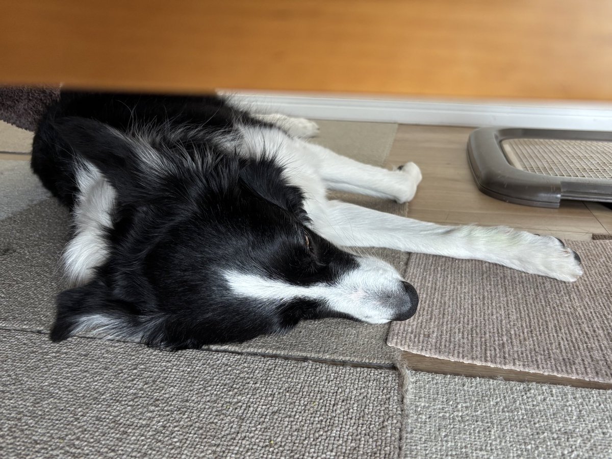 みるく@ボーダーコリー tweet media