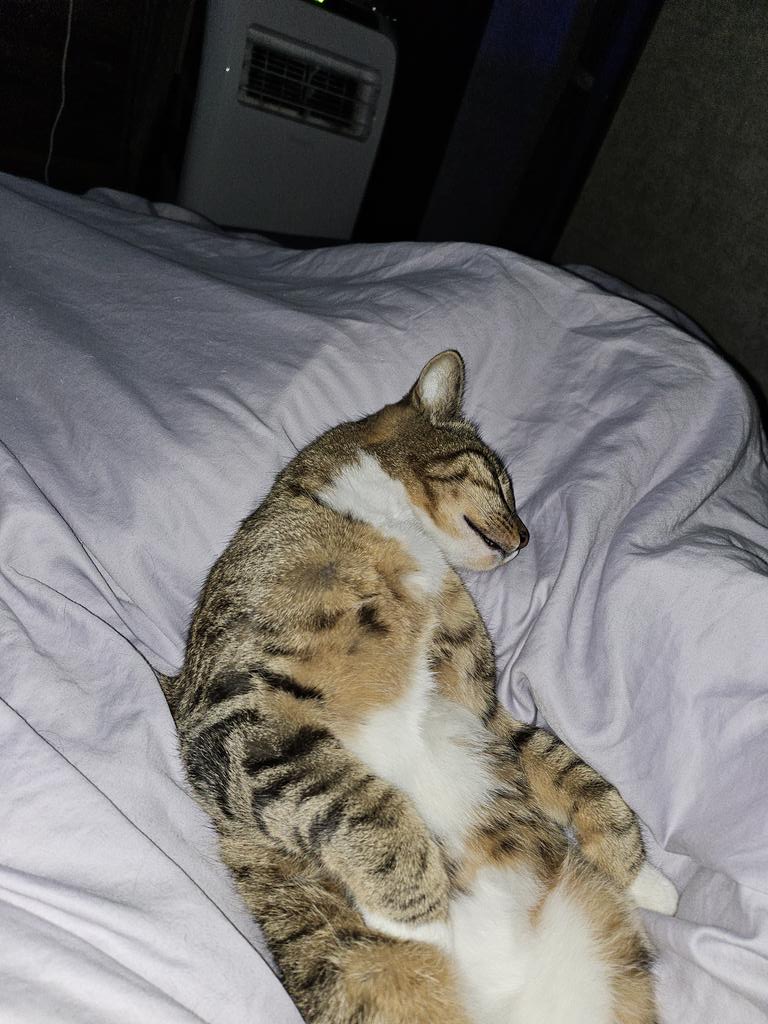 fawn 𖹭 tweet media