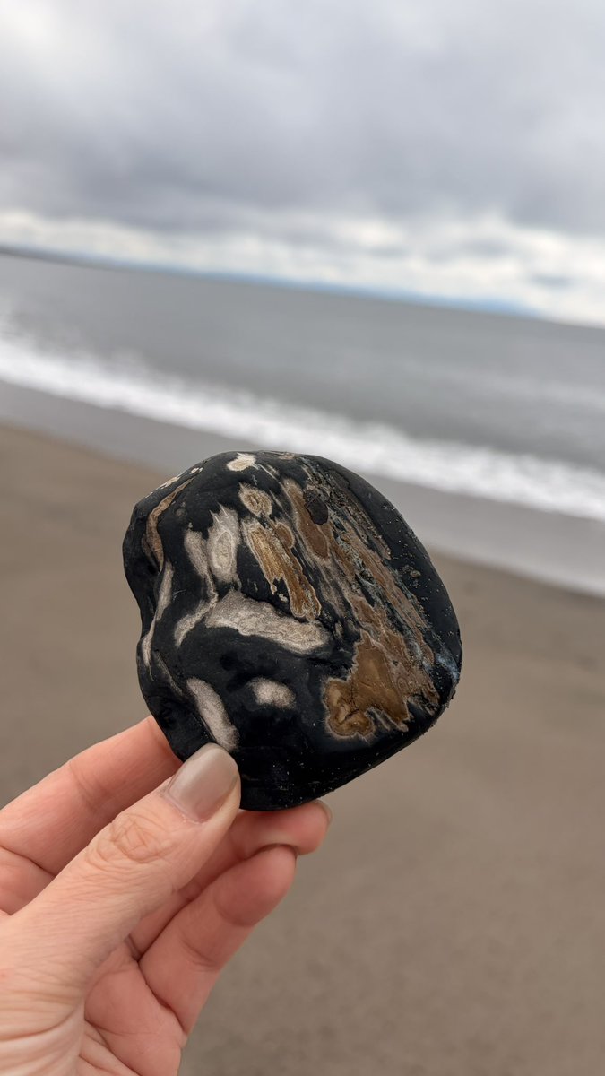 珪化木？も見つけた