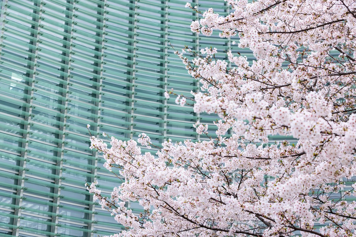 国立新美術館 The National Art Center, Tokyo tweet media