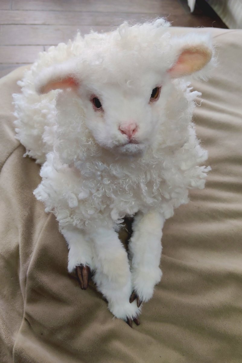 ひつじを作るの慣れてきました🤭今回も制作楽しかったです🎵
見守ってくださった皆さま、ありがとうございました🙇🏻‍♀️
#ひつじ
#アートドール