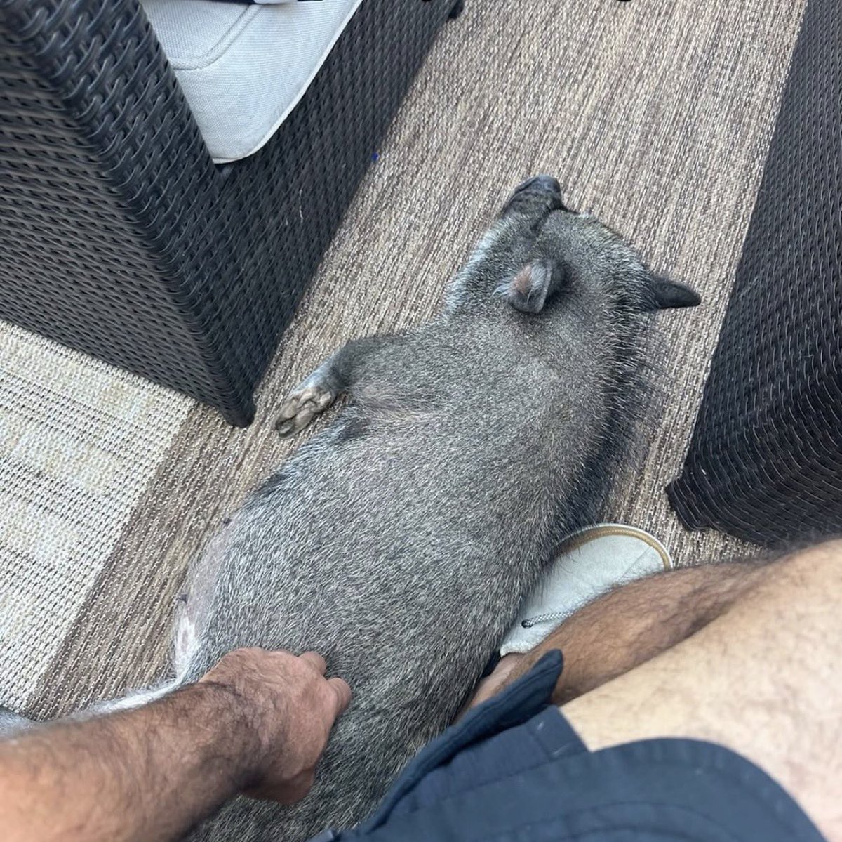 The Savage Patriot tweet media