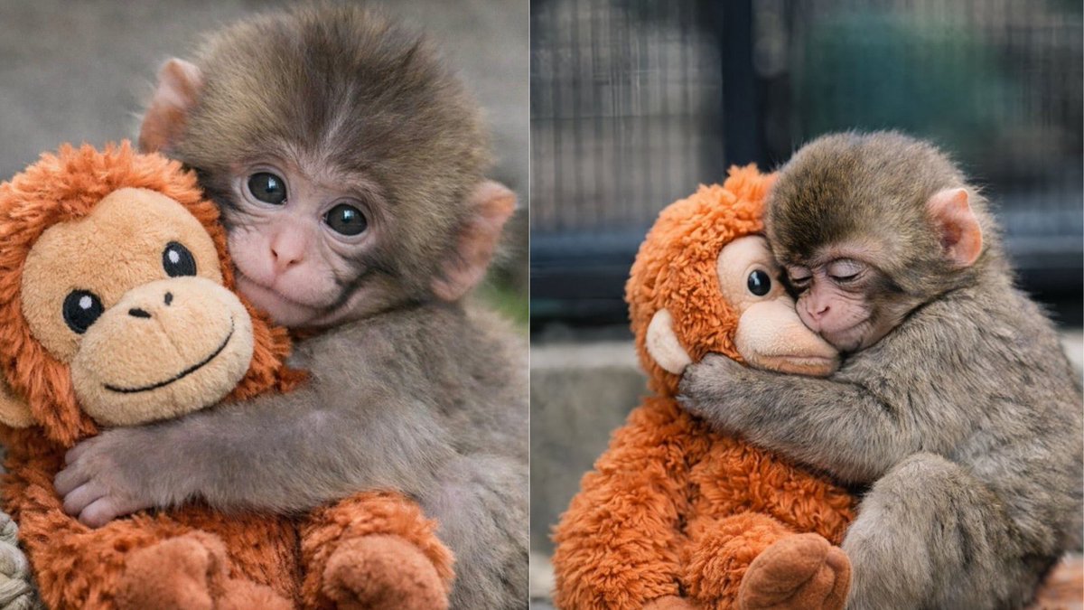 CelinaBomBon's tweet photo. Them... 🥰🐾💖🧸 https://t.co/lTO8VWiu1n