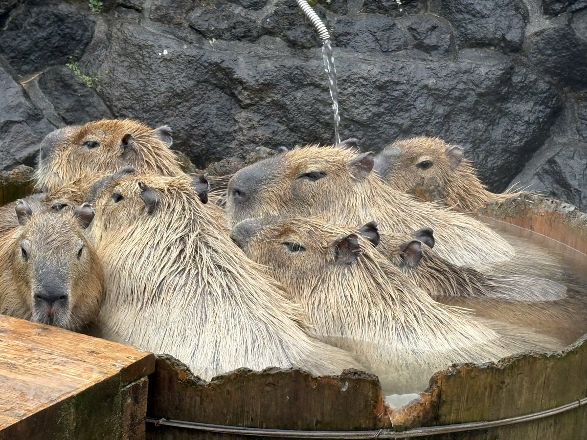 えみた tweet media