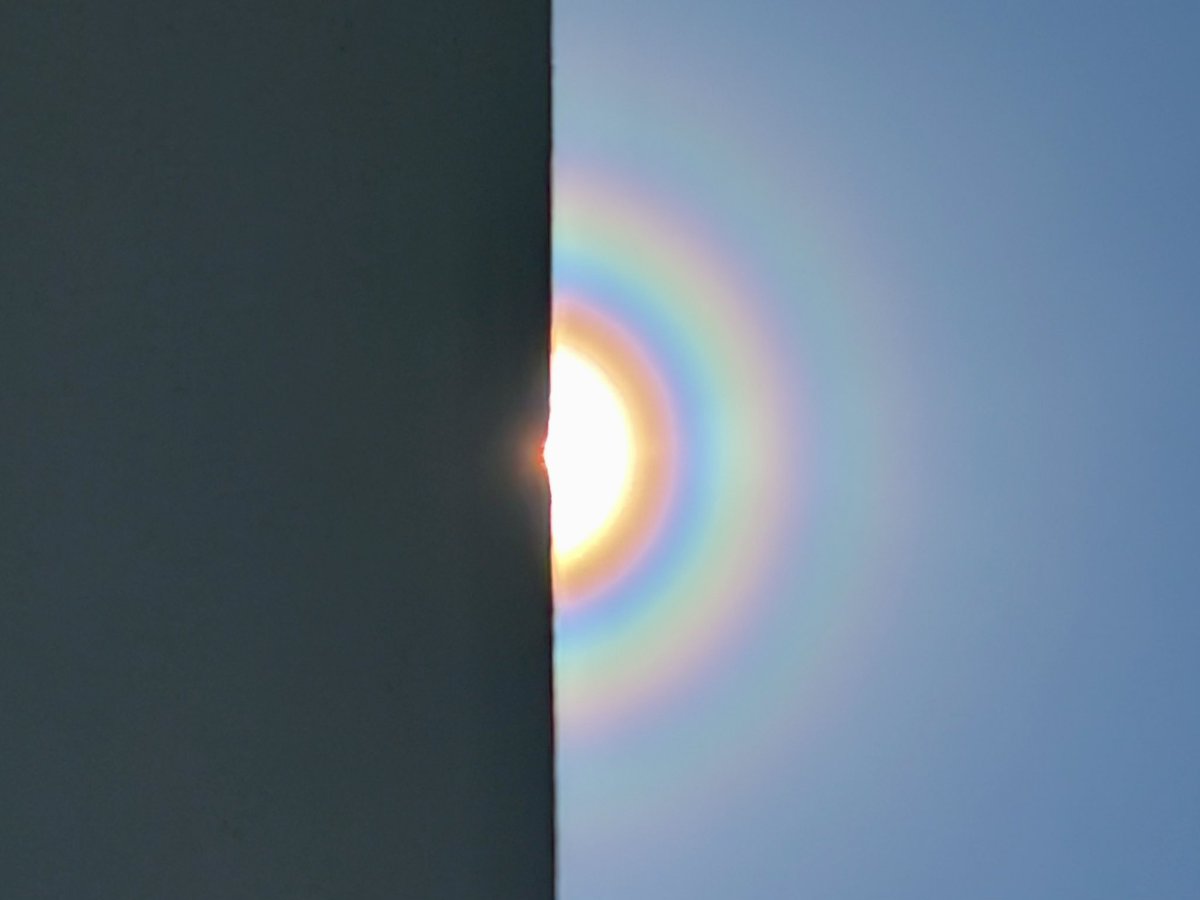 雨上がりで強風。
鮮やかな花粉光環出てますな🤧