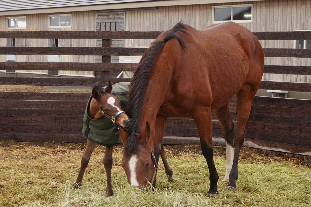 ノーザンホースパーク tweet media