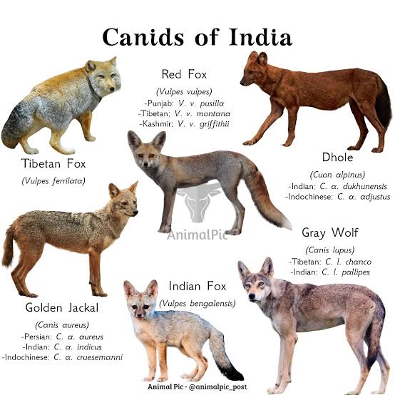 Canids of India