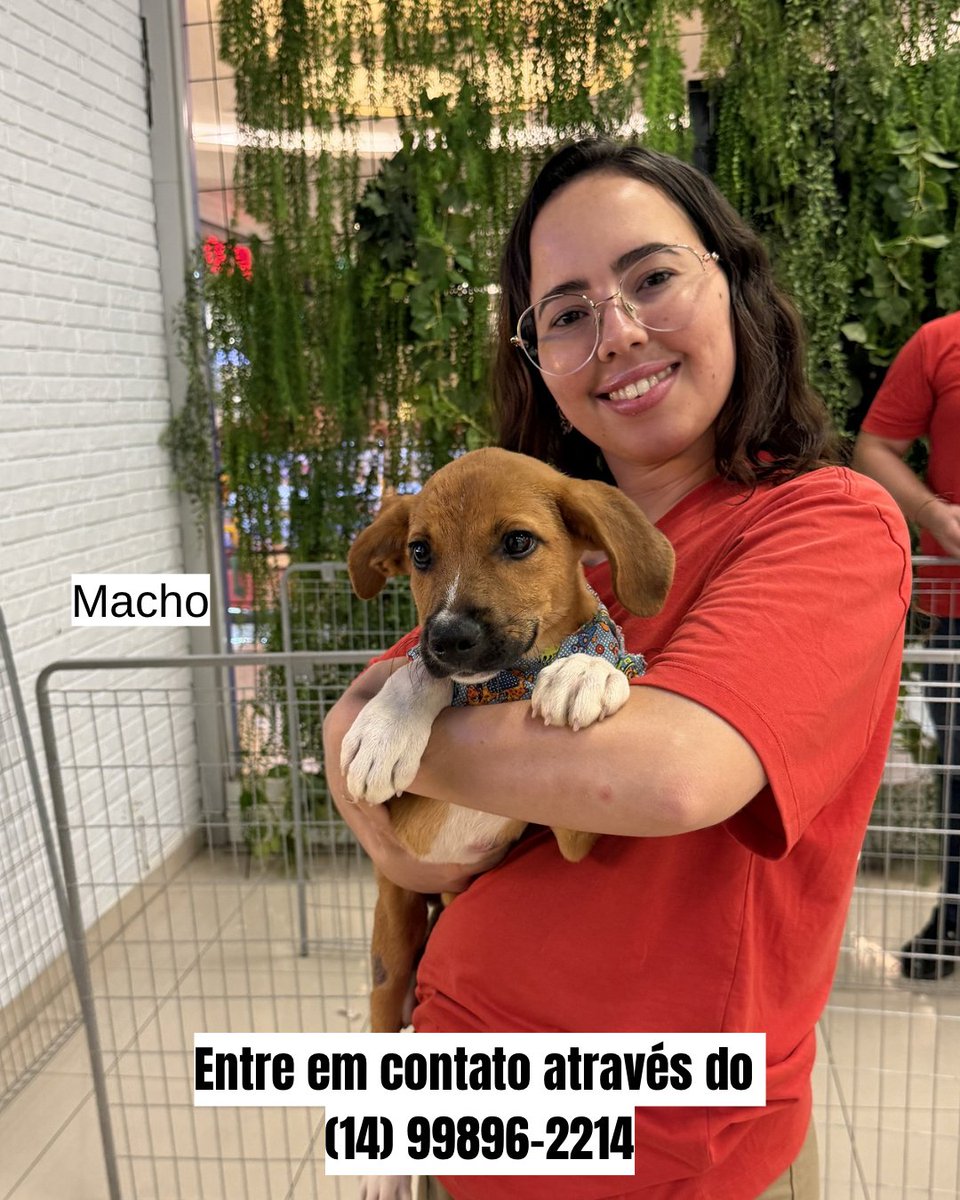 biacaroline_ong's tweet photo. Lindos filhotinhos disponíveis para adoção 🙏🏻♥️♥️ eles têm em média de 4 para 5 meses 
Todos bonzinhos, super fofinhos 😘
Para mais informações entre em contato através do (14) 99896-2214 e faça a sua entrevista ♥️
#reels #explore #explorar #fy #gatos #cachorros #cats  #dogs https://t.co/ah2fU0A7Bl