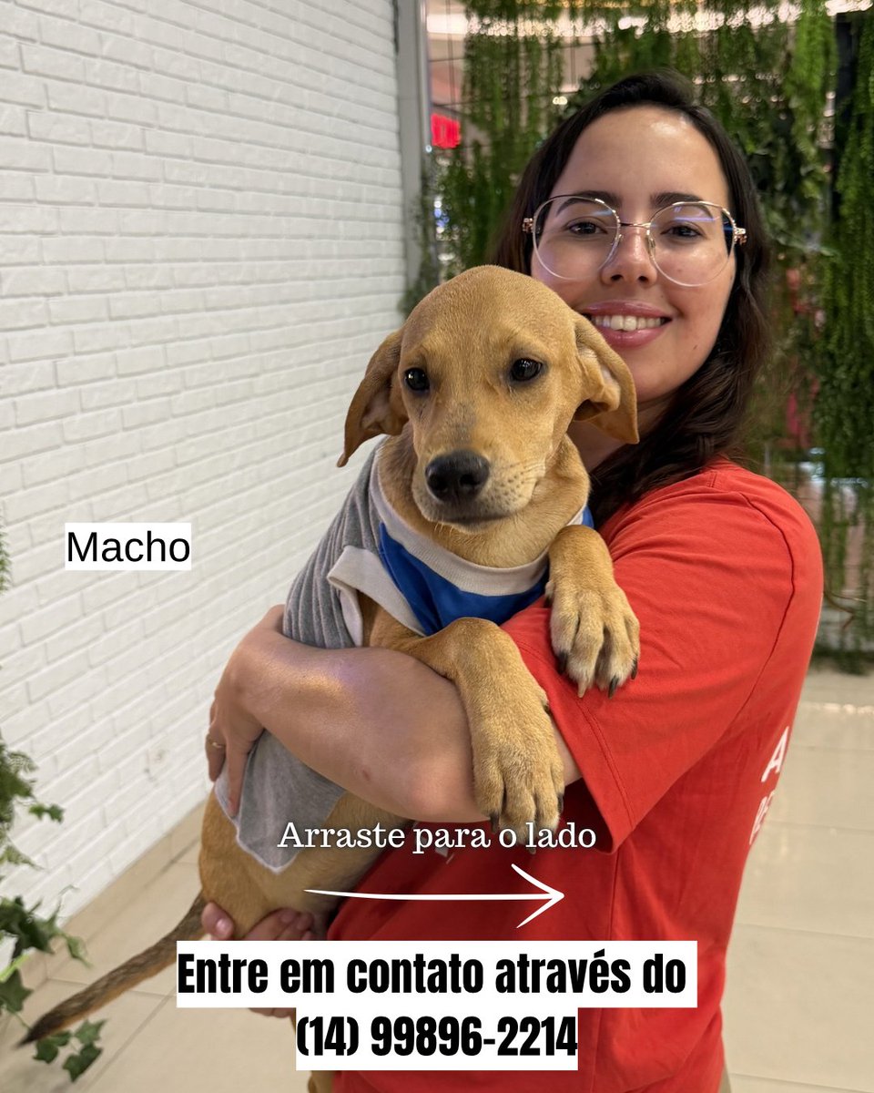 biacaroline_ong's tweet photo. Lindos filhotinhos disponíveis para adoção 🙏🏻♥️♥️ eles têm em média de 4 para 5 meses 
Todos bonzinhos, super fofinhos 😘
Para mais informações entre em contato através do (14) 99896-2214 e faça a sua entrevista ♥️
#reels #explore #explorar #fy #gatos #cachorros #cats  #dogs https://t.co/ah2fU0A7Bl