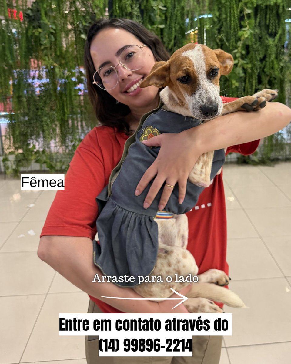 biacaroline_ong's tweet photo. Lindos filhotinhos disponíveis para adoção 🙏🏻♥️♥️ eles têm em média de 4 para 5 meses 
Todos bonzinhos, super fofinhos 😘
Para mais informações entre em contato através do (14) 99896-2214 e faça a sua entrevista ♥️
#reels #explore #explorar #fy #gatos #cachorros #cats  #dogs https://t.co/ah2fU0A7Bl