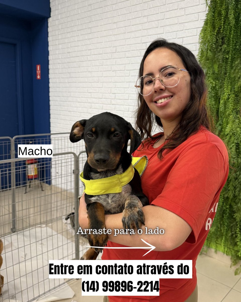 biacaroline_ong's tweet photo. Lindos filhotinhos disponíveis para adoção 🙏🏻♥️♥️ eles têm em média de 4 para 5 meses 
Todos bonzinhos, super fofinhos 😘
Para mais informações entre em contato através do (14) 99896-2214 e faça a sua entrevista ♥️
#reels #explore #explorar #fy #gatos #cachorros #cats  #dogs https://t.co/ah2fU0A7Bl