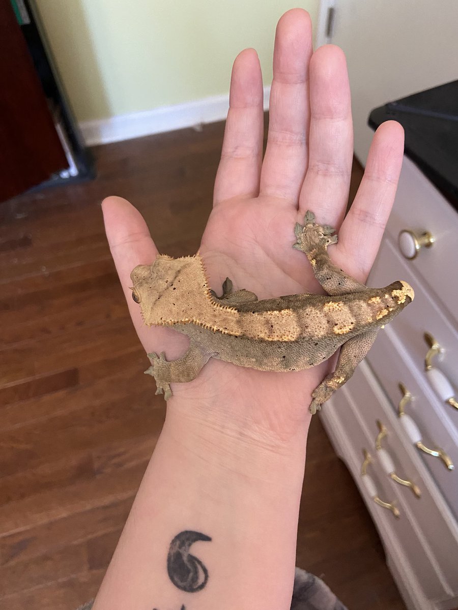 ☀️CRYPT🌙 tweet media