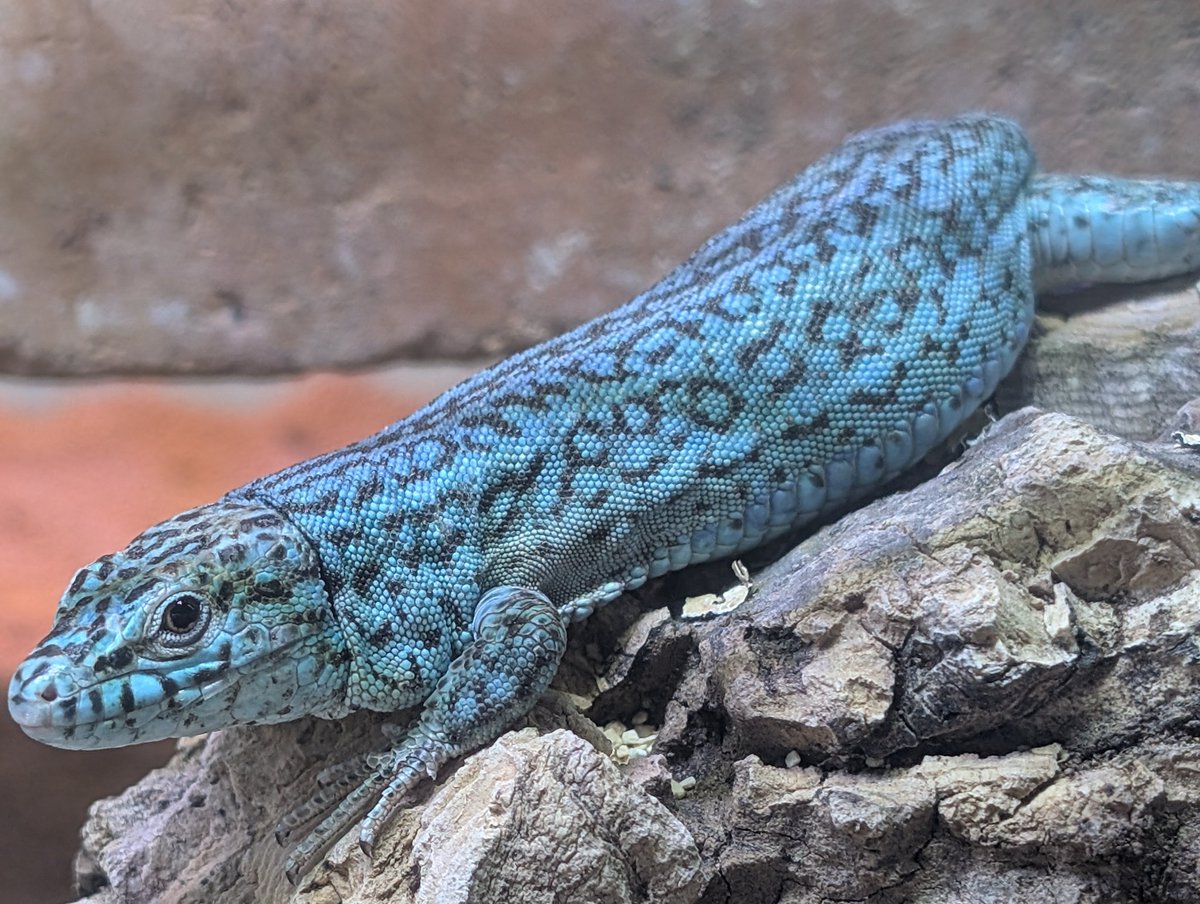 フォルメンパパ。この血統の子供はあと2頭のみ販売可能です。