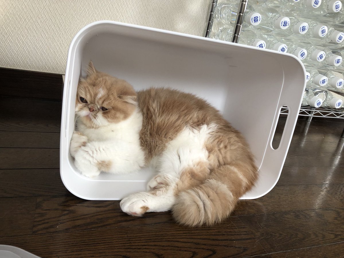 ここ最高だにゃ🐾