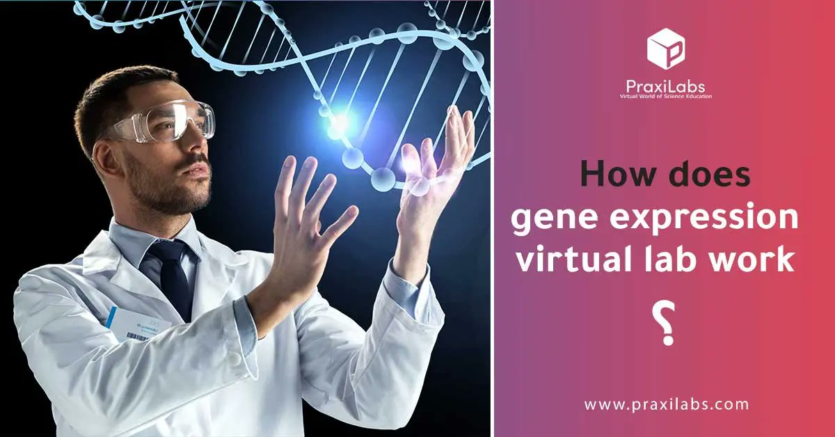 PraxiLabs's tweet photo. Gene Expression isn’t just a module — it’s a research gateway.
With #Praxilabs institutions can
• Simulate transcription &amp; translation precisely
• Enable unlimited repetition
• Reduce lab costs
• Track measurable outcomes
Read more:
 https://t.co/LcL091HSzW
#HigherEducation https://t.co/2Doehe3nTj