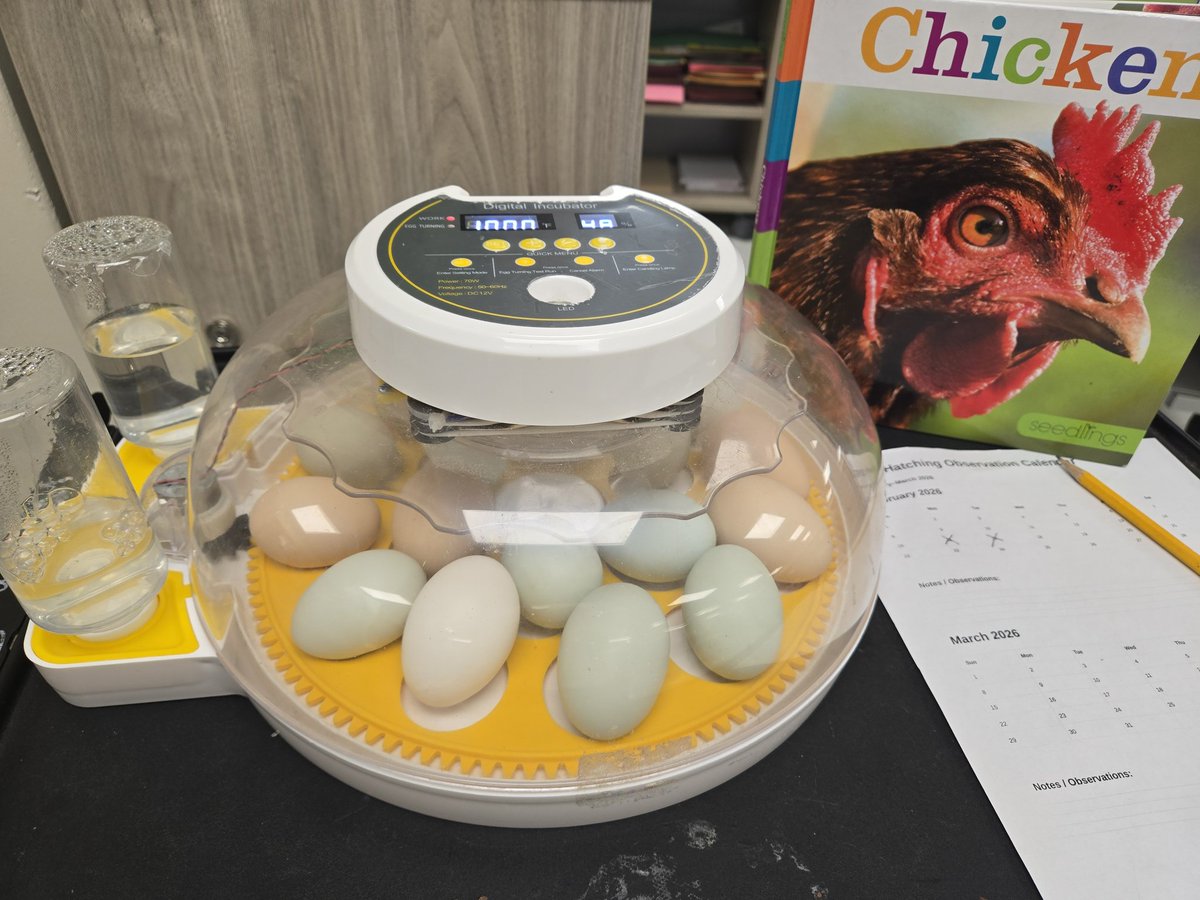 Stephanie Caesar tweet media