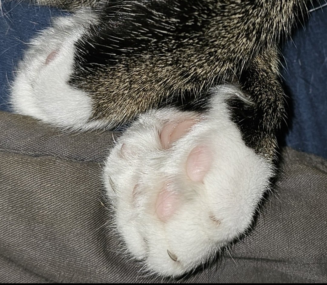 kater♓️k tweet media