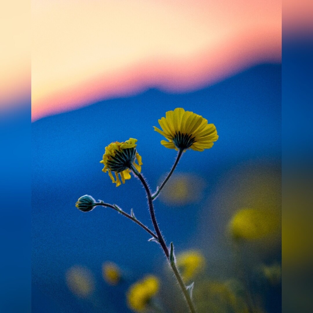 SaunterThruLife's tweet photo. Jubilee Pass was popping... If only smell-o-vision was a thing, I've never smelled the wildflowers in DeVa like this, and then 

Photos from Mid-February, taken on a Sony A7R4, with a Tamron 28-300mm https://t.co/MIBqaN33ki